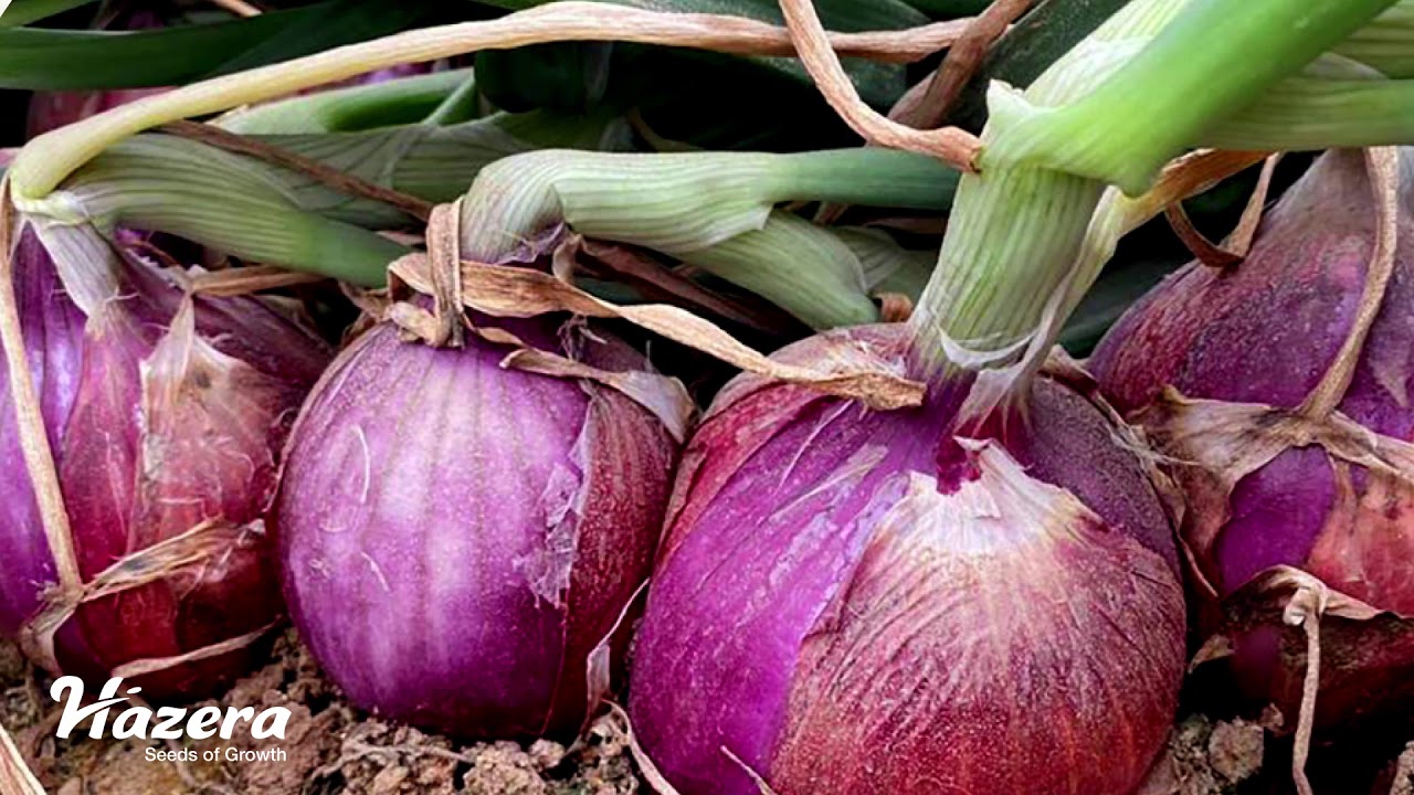 Hazera Quartz Onion