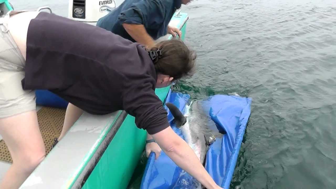 Great White Shark: Back to the Wild