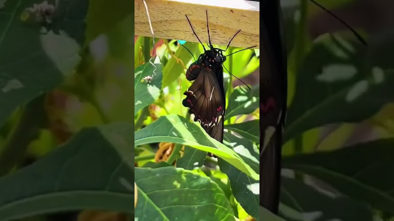 Spent earth day at the butterfly house! #shorts #butterfly #butterflyhouse