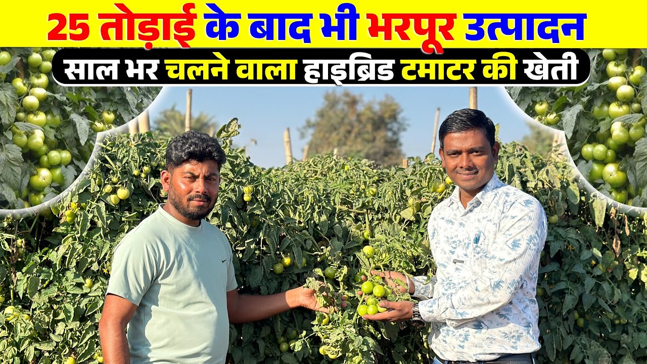 20 तोड़ाई के बाद भी लगातार उत्पादन | 8 एकड़ में टमाटर और कमाई😳😳 .? | Grafted Tomato Farming