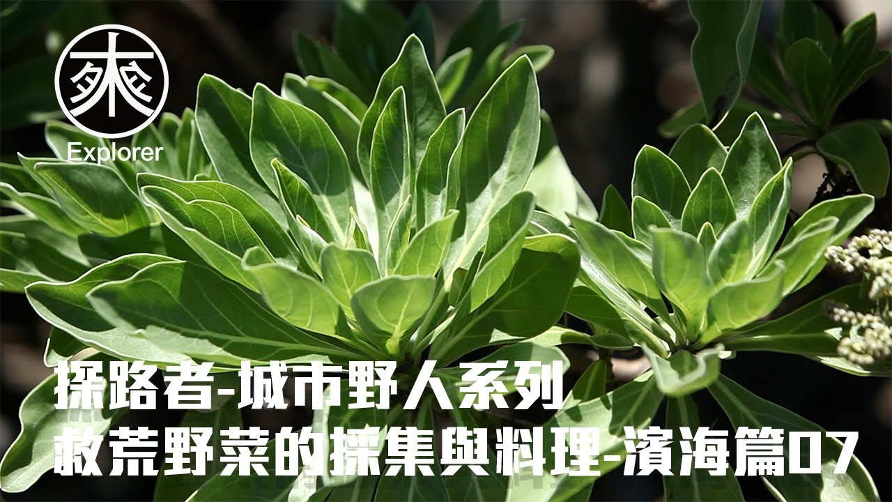 台灣野菜採集料理07，黃槿、白水木、紅刺露兜樹、朱槿、雀榕、肯氏蒲桃、銀合歡、繖楊，有劇毒的海檬果｜探路者城市野人｜野菜濱海篇07