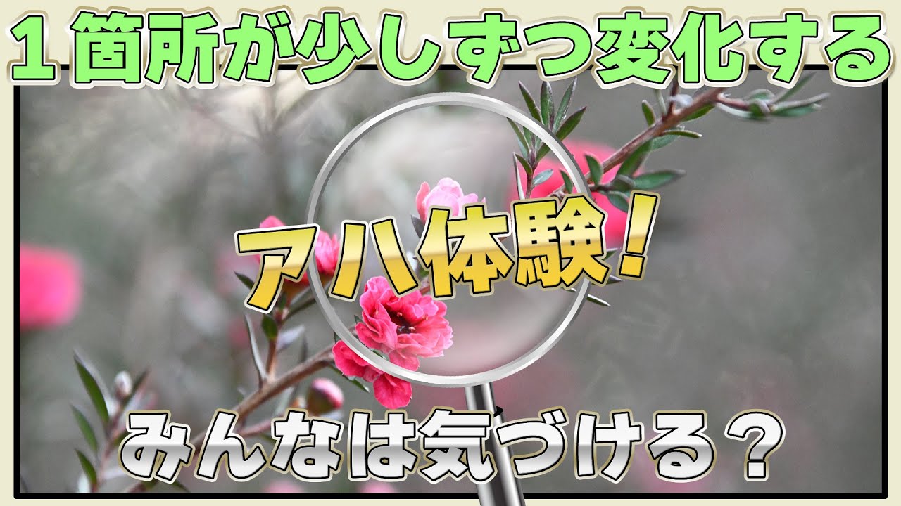 【アハ体験】20秒で脳がスッキリ！今日の脳トレ時間【クイズ】