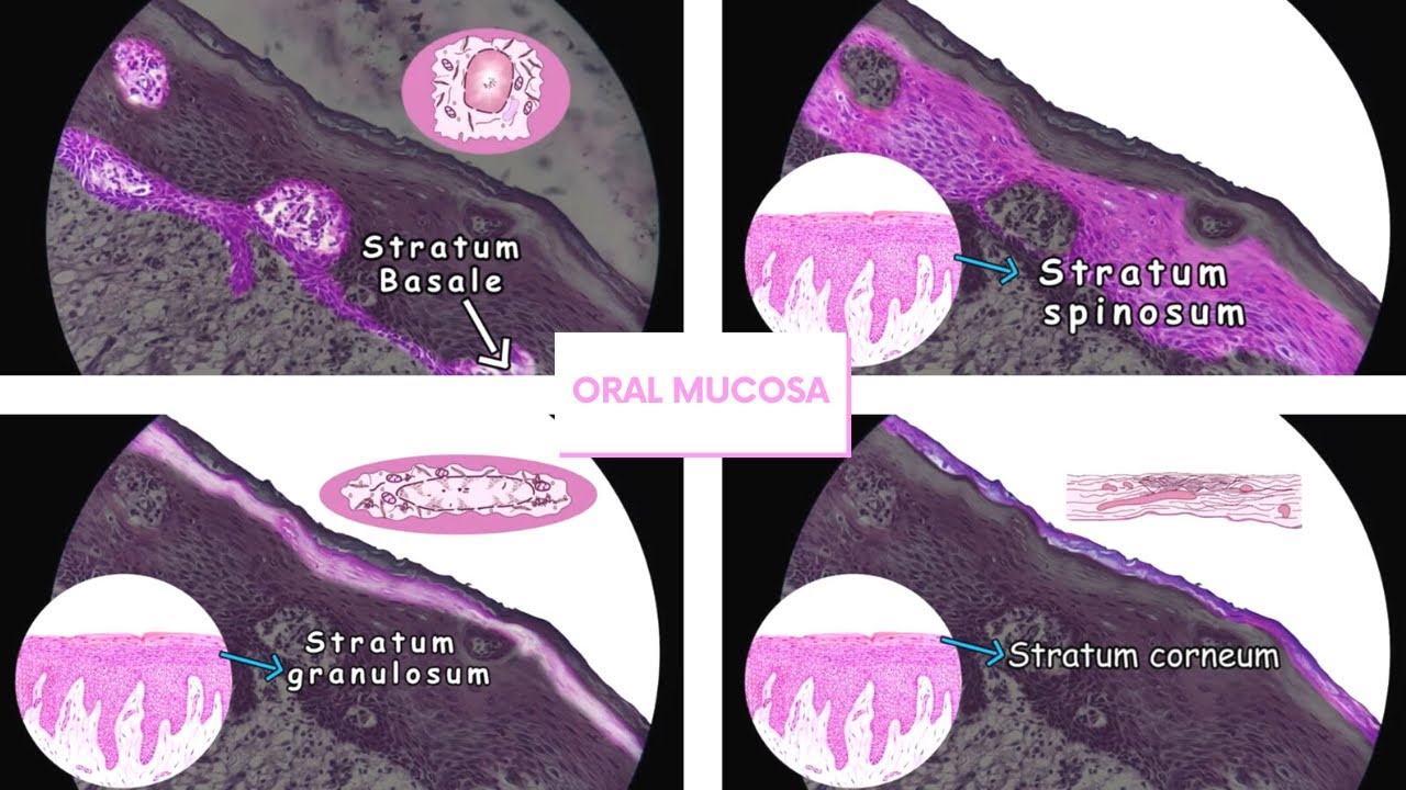 Oral Mucosa Histology – Epithelium & Connective Tissue Explained (Lining, Masticatory & Specialized)