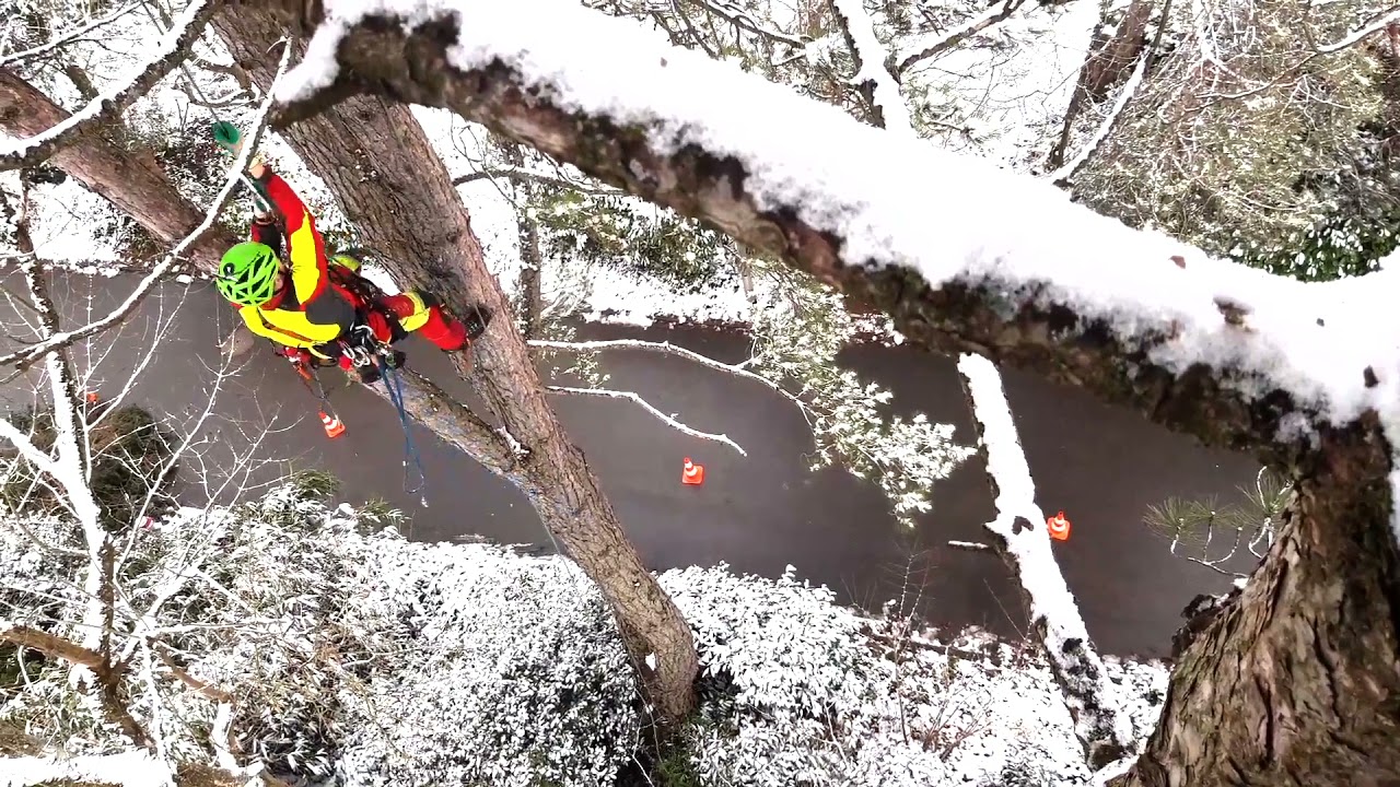 Single rope Technik Tree climbing
