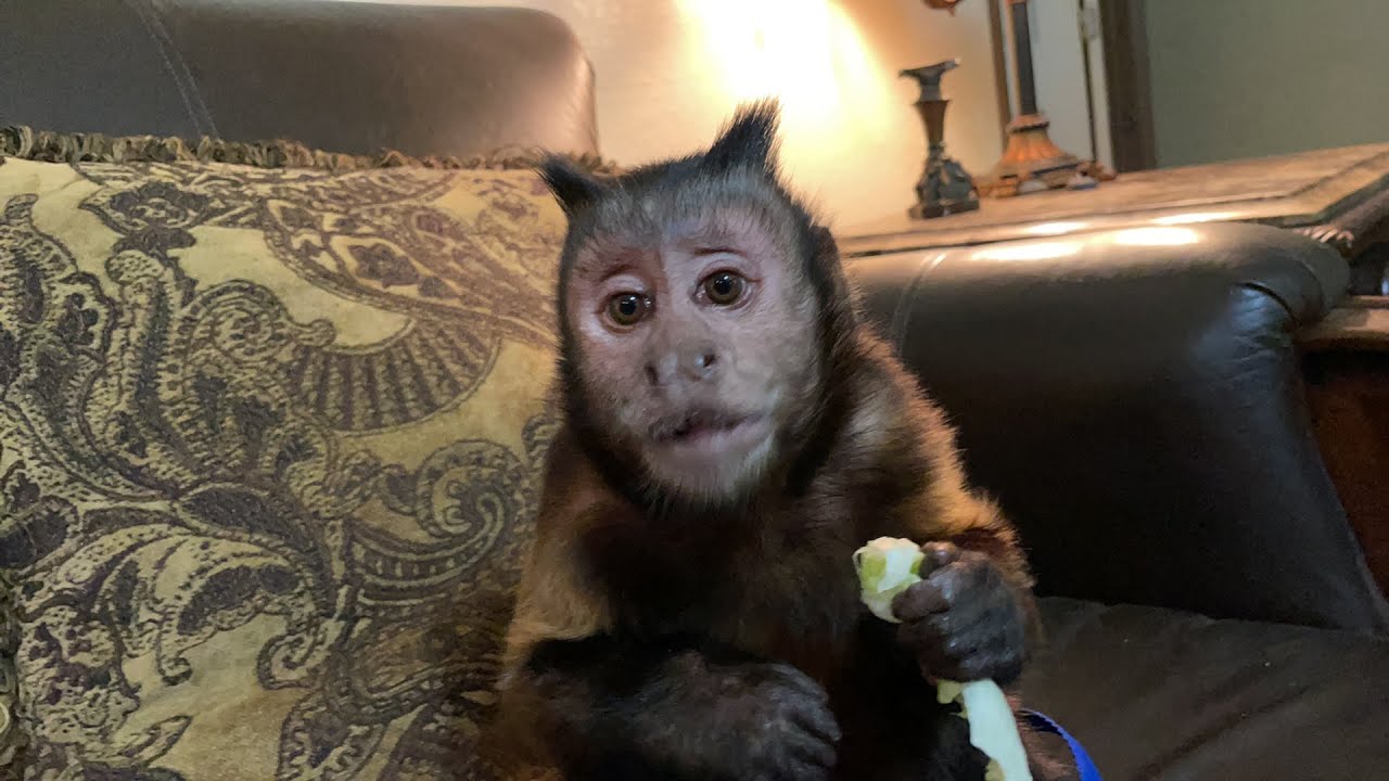 MonkeyBoo в прямом эфире в пятницу вечером! Веселье с обезьянками!
