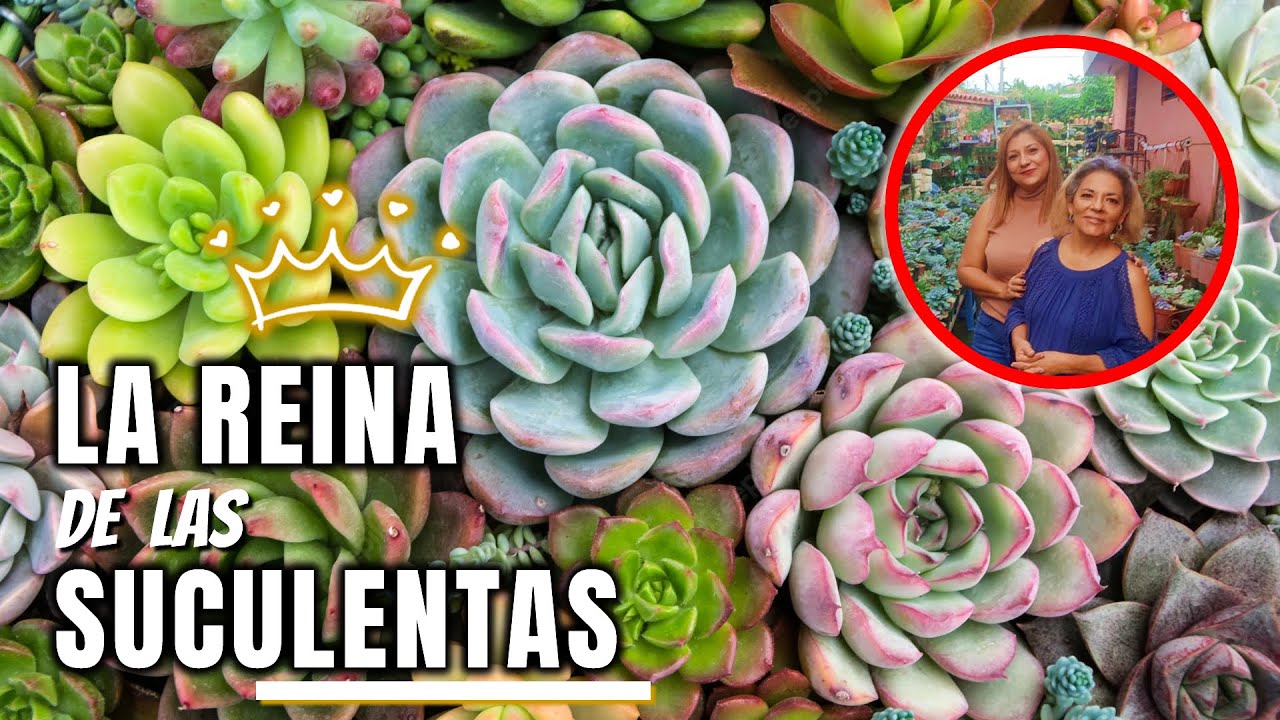 VISITAMOS UN JARDIN ENCANTADO DE SUCULENTAS FT CRASART