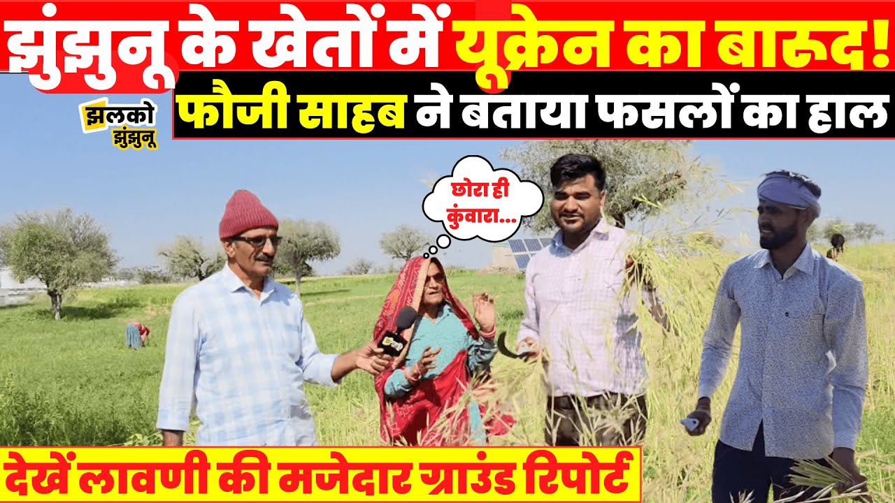 Jhunjhunu के खेतों में लावणी कर रही दादी जी को आई झाल, रिटायर्ड फौजी साहब ने दिखाया फसलों का हाल