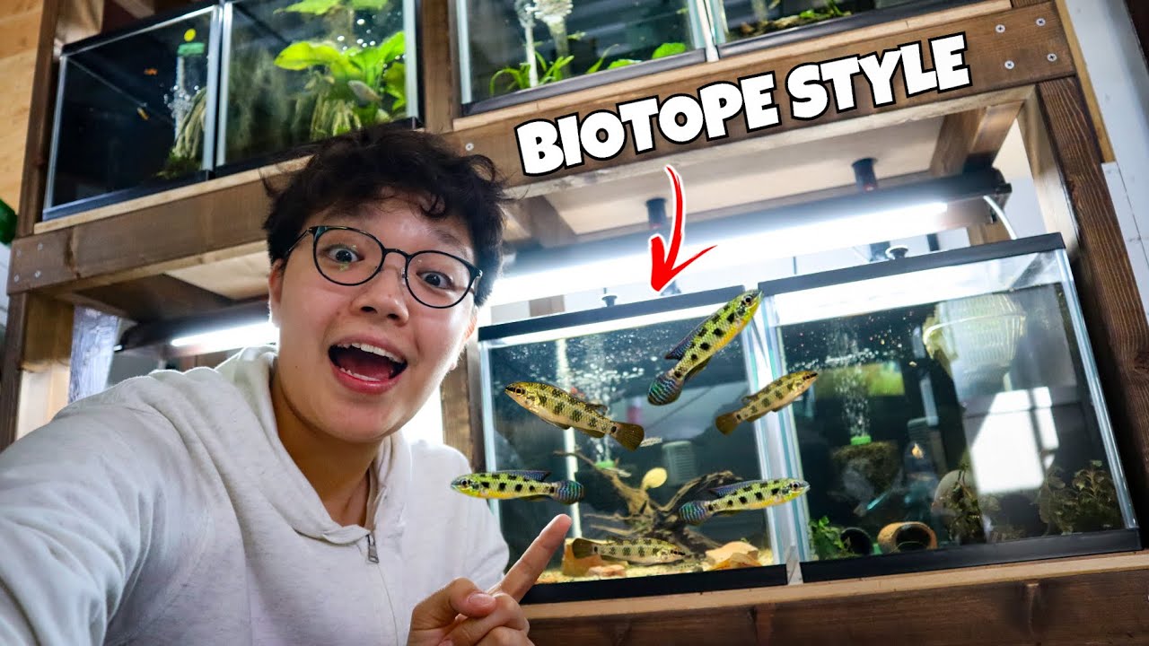Setting Up the CHECKERBOARD CICHLID Biotope Tank!