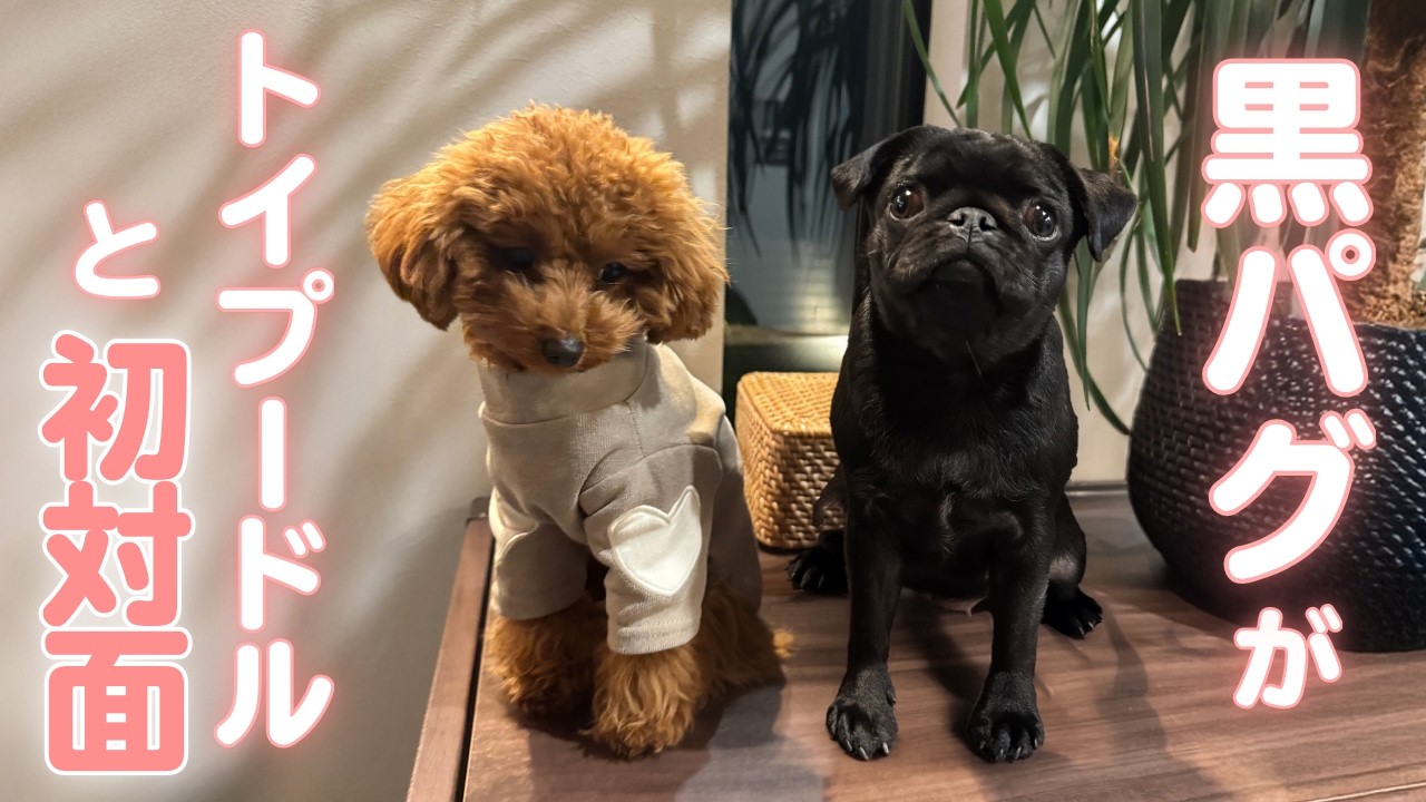 【初対面】仲良くしたい黒パグ vs 逃げたいトイプードル🐶賑やかすぎる犬たちの出会い