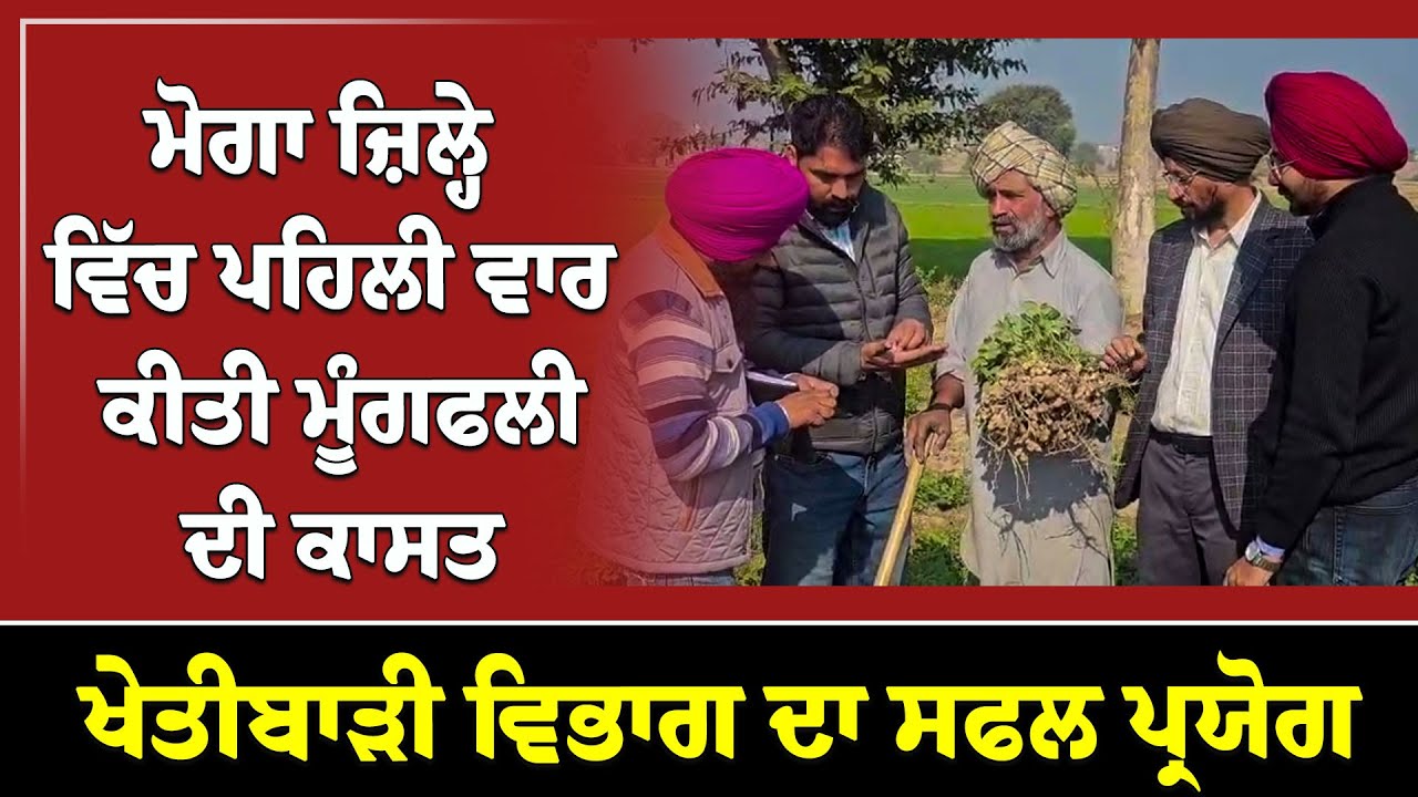 ਮੋਗਾ ਜ਼ਿਲ੍ਹੇ ਵਿੱਚ ਪਹਿਲੀ ਵਾਰ ਕੀਤੀ ਮੂੰਗਫਲੀ ਦੀ ਕਾਸਤ, ਖੇਤੀਬਾੜੀ ਵਿਭਾਗ ਦਾ ਸਫਲ ਪ੍ਰਯੋਗ