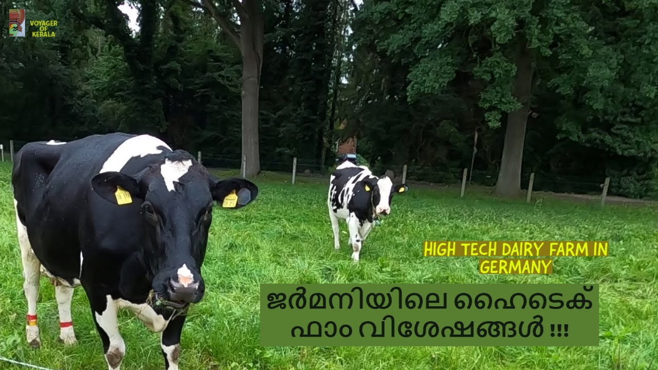 ജർമനിയിലെ ഫാമും പശുക്കളും ... DAIRY FARM IN GERMANY.