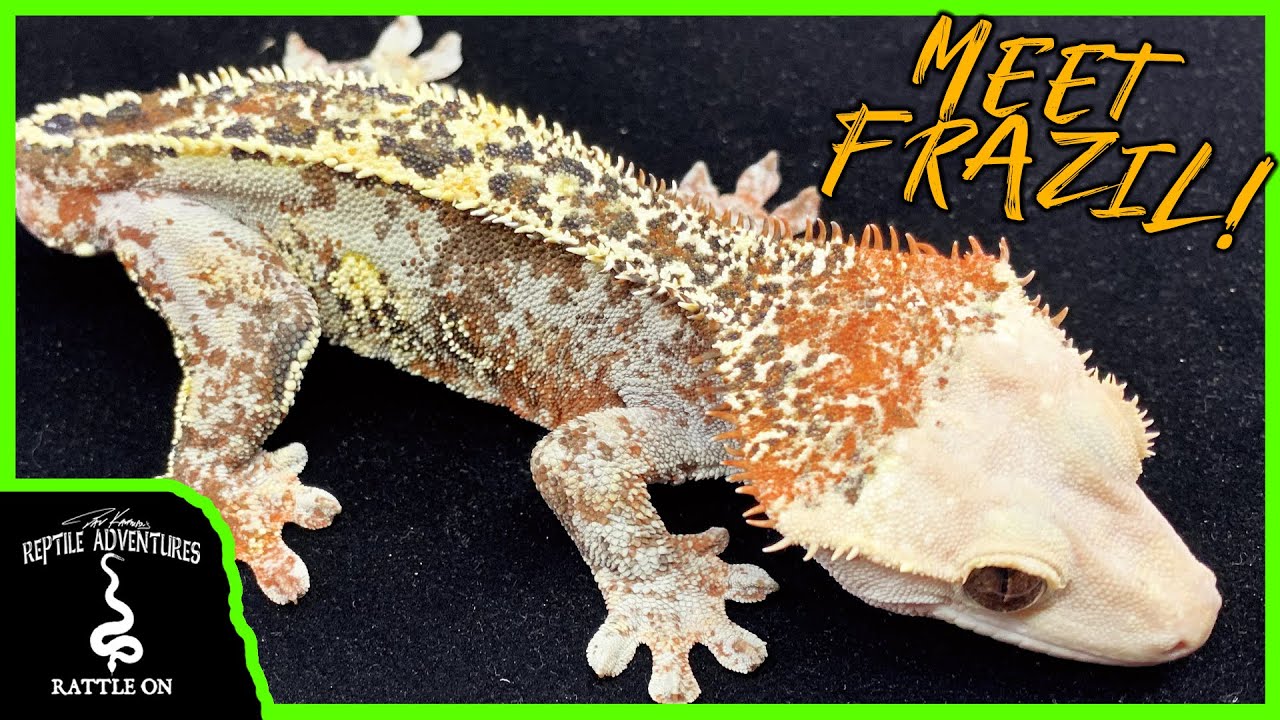 MEET THE MOST UNIQUE CRESTED GECKO IN THE WORLD!