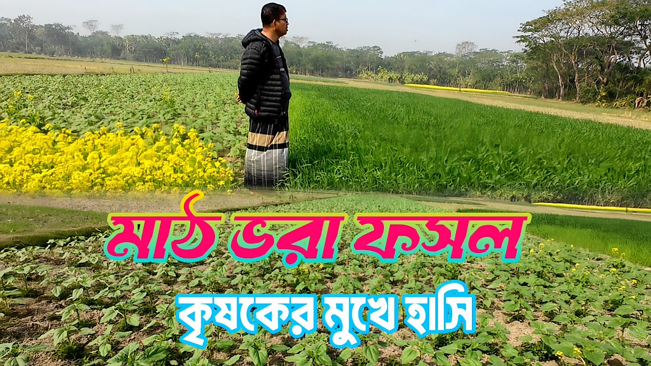 গ্রামের ফসলের ক্ষেতের সৌন্দর্যের বাহার l harvest festival in a magical village