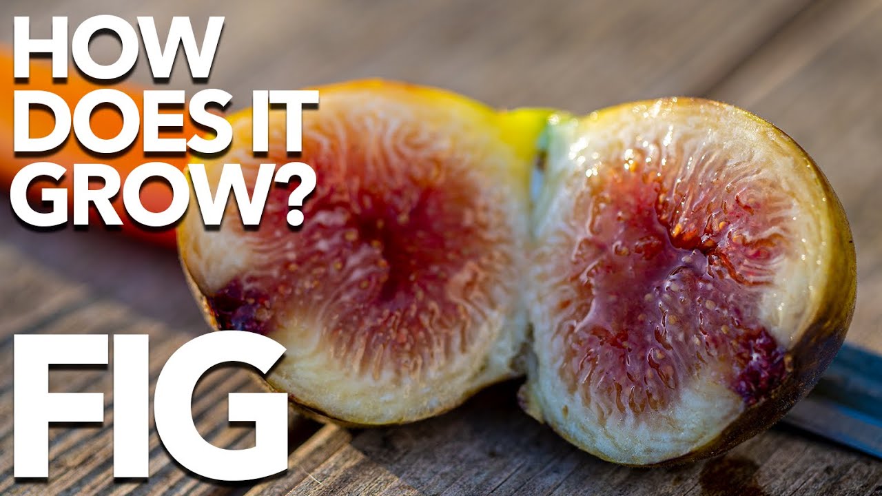 FIG | How Does it Grow?