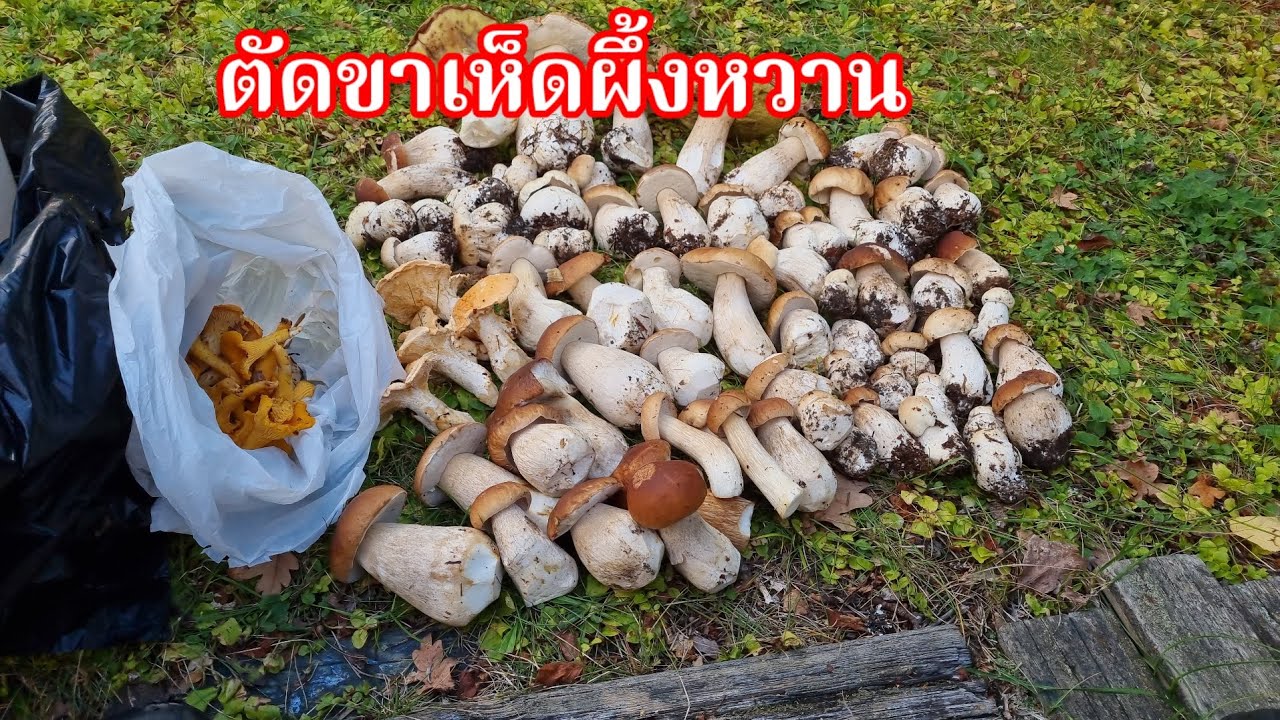 ตัดขาเห็ดผึ้งหวาน เล่าเรื่องคดีเก็บผลไม้ป่าสวีเดน