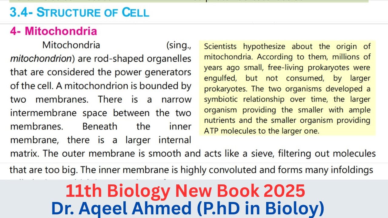 Mitochondria | 11th Biology New Book 2025 | Topic 3.4 Structure Of Cell | Chapter 03 | 11th Biology