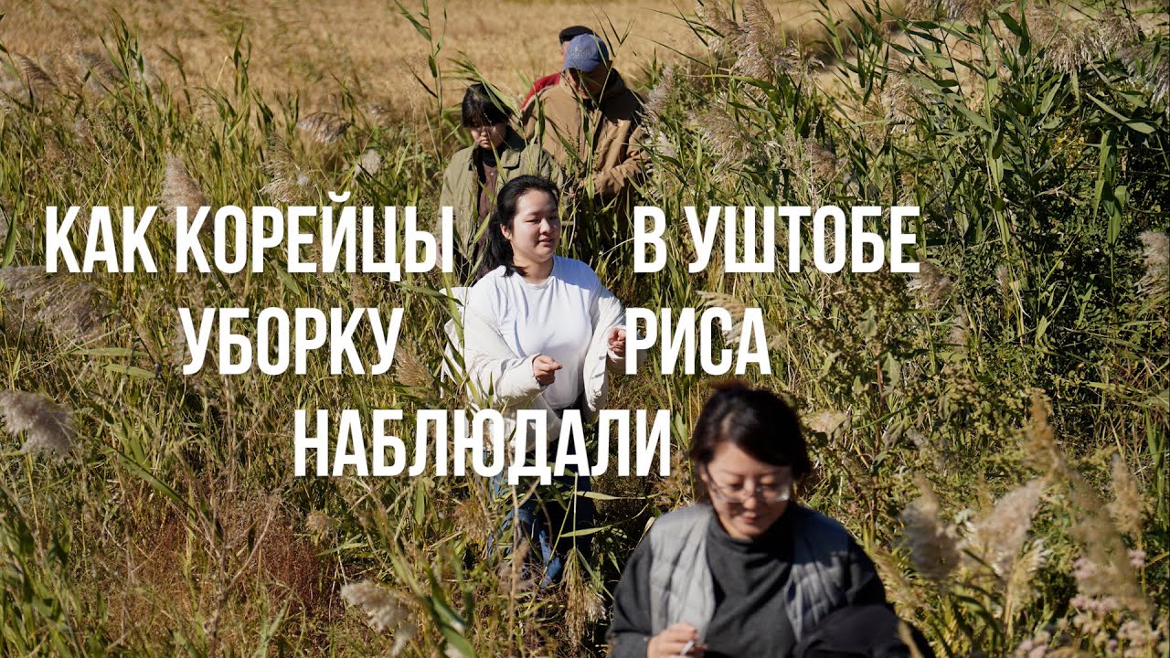 КАК КОРЕЙЦЫ В УШТОБЕ УБОРКУ РИСА НАБЛЮДАЛИ