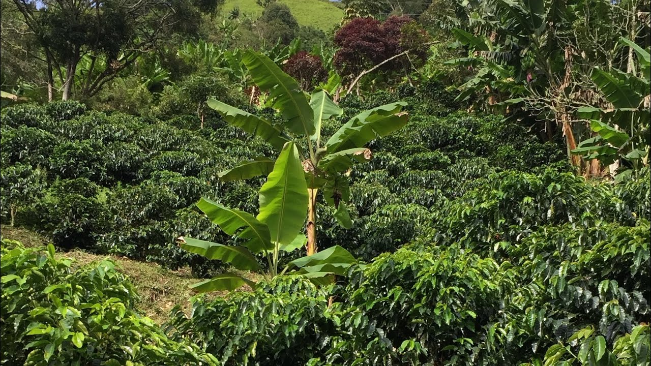 Así se prepara el mejor café colombiano de forma natural en el campo 