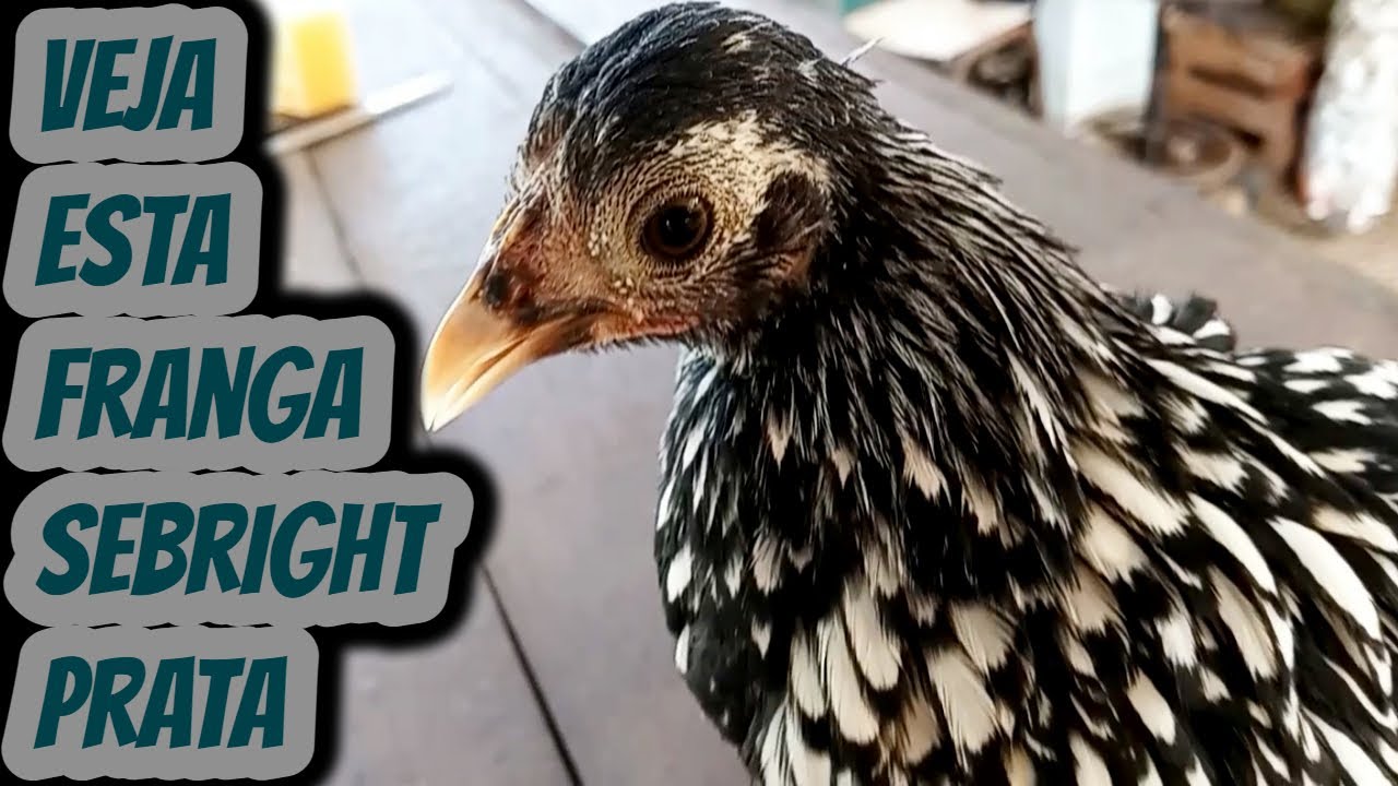 Franga - galinha da raça Sebright Zebraite prata. futura Matriz produtora de ovos galados férteis