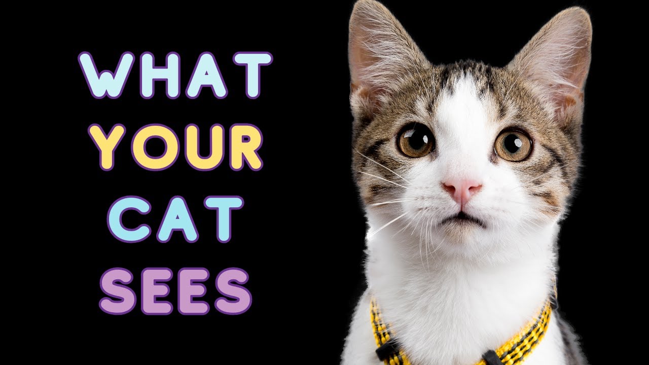 Your Cat Doesn’t See You As Human  — It’s Deeper Than That!