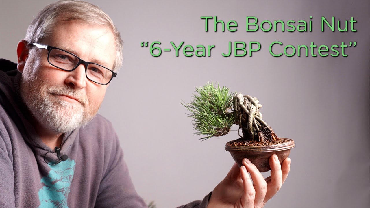 Bonsaify | The Bonsai Nut 6-Year Pine Contest