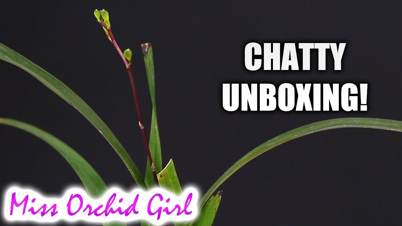 Chatty Orchid Unboxing - Here's what you picked!