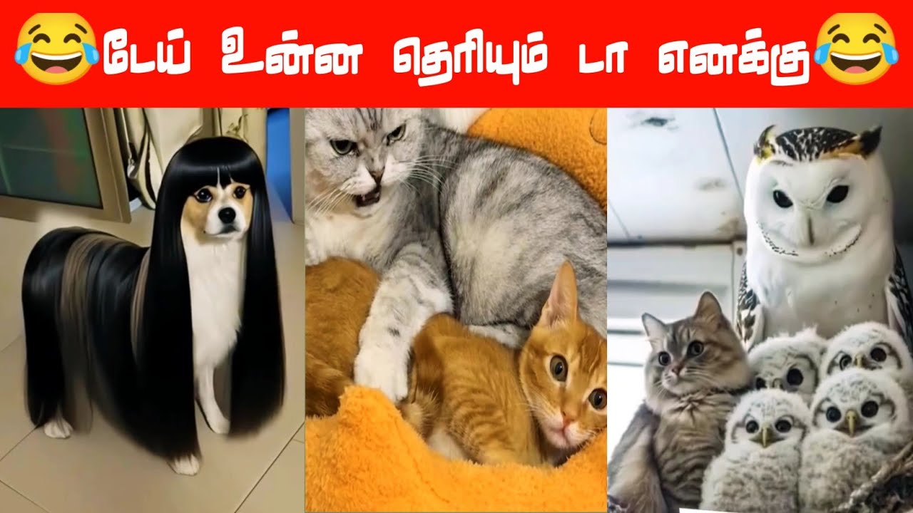 😂🐕🐈This little one is so cute....😂🐕🐈#viral #trending #comedy #funnyanimalvideos