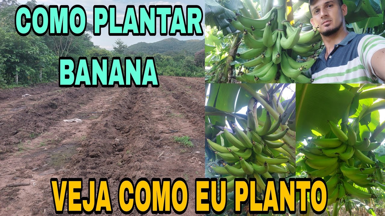 Como plantar banana do jeito certo...Duas formas diferente de plantar e ter bons resultado.