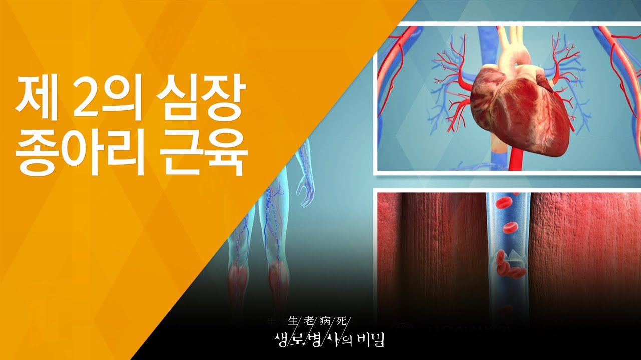 제 2의 심장 종아리 근육 - (20180829_660회 방송) 내 다리가 아픈 이유, 종아리를 주목하라