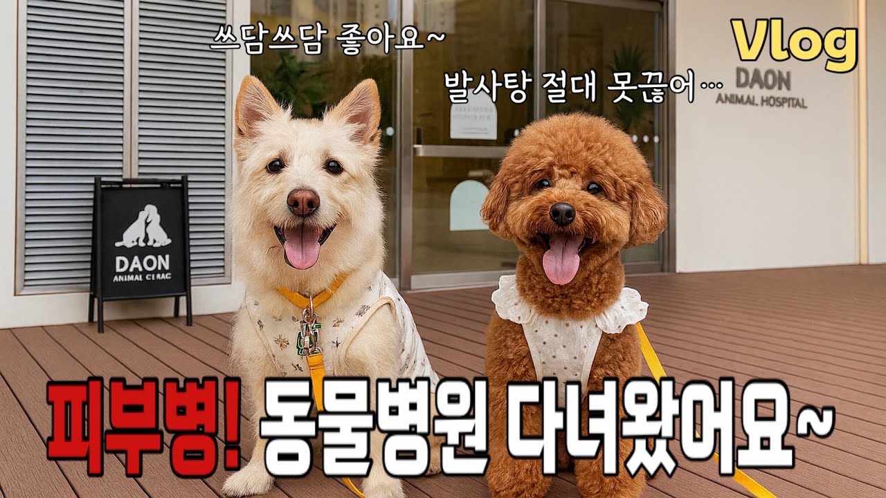강아지 피부병 알러지 치료 브이로그｜동물병원 다녀왔어요