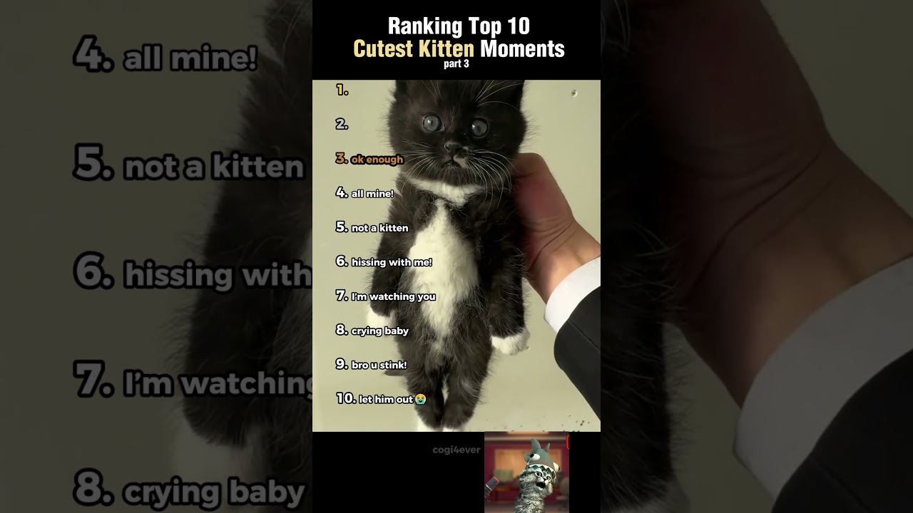 Ranking Top 10 Cutest Kitten Moments! (Part 3)