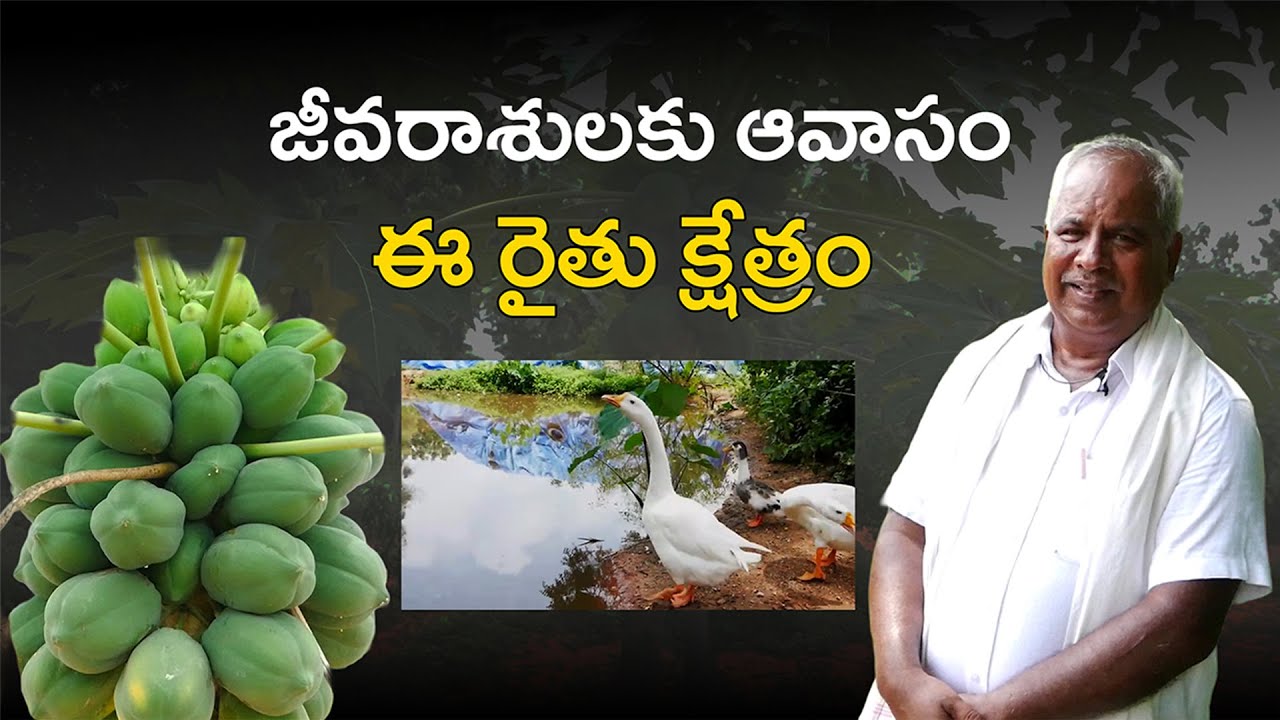 E427| కొద్దిపాటి భూమిలో రకరకాల చెట్లు |#gramabazaar | 94912 78836, 833 1800 100