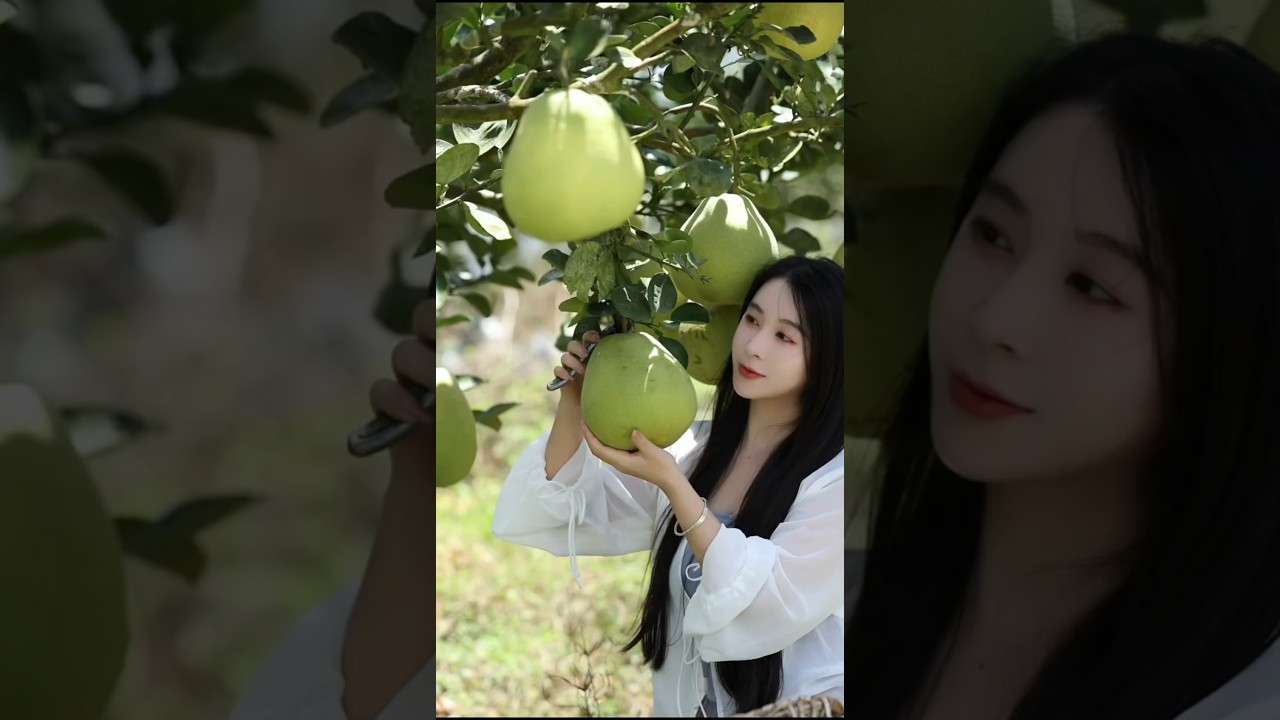 Pomelo Harvesting #satisfying #fruit #shorts