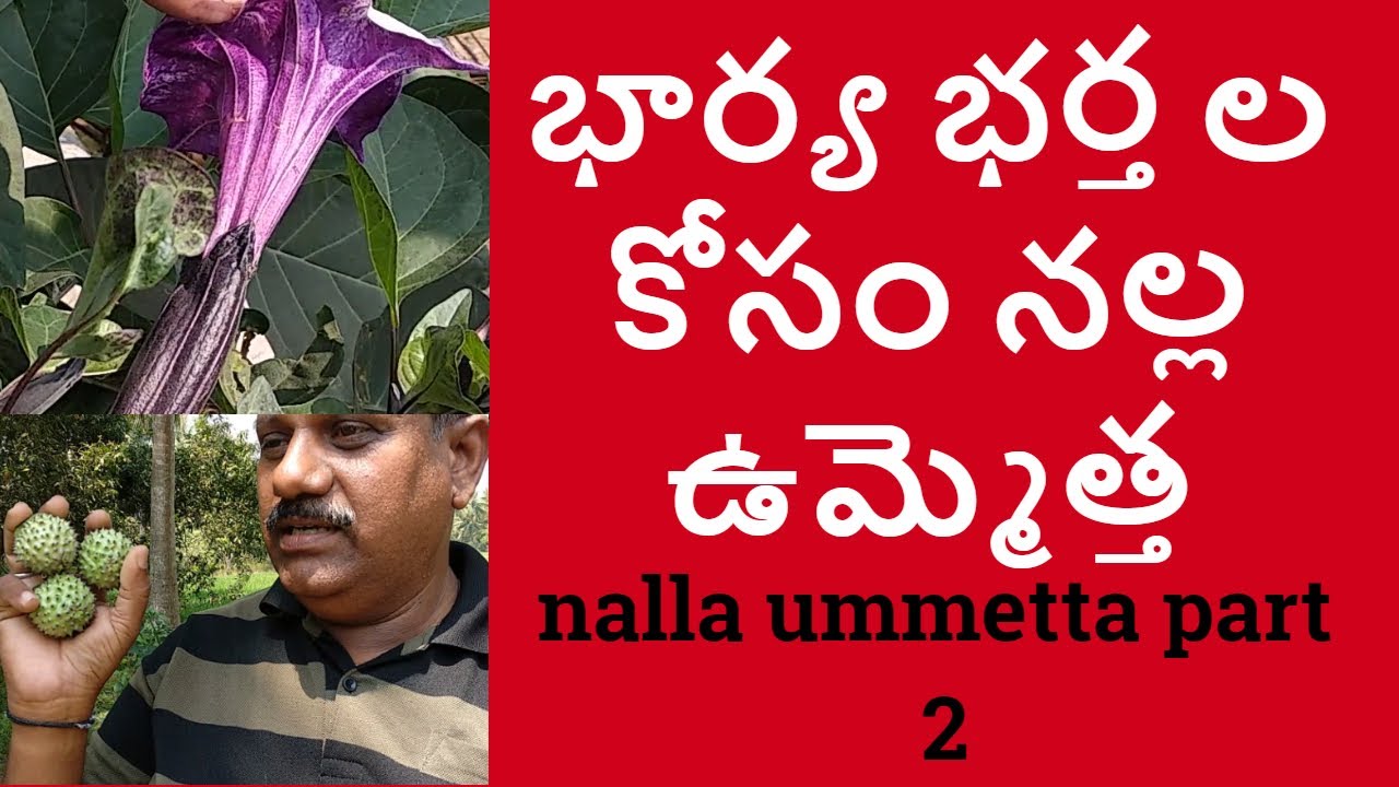 భార్య భర్త ల కోసం నల్ల ఉమ్మెత్త || nalla ummetta plant uses in telugu part 2 ||