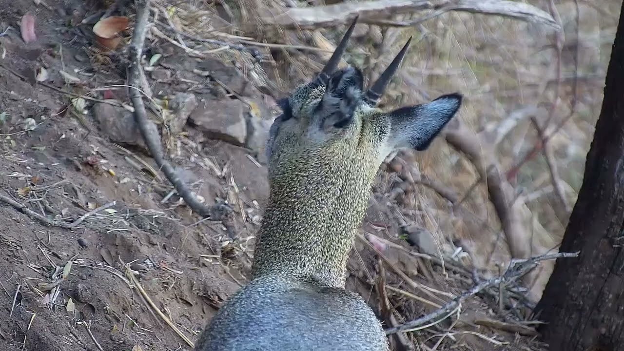Klipspringer Feeding | Ranger Insights