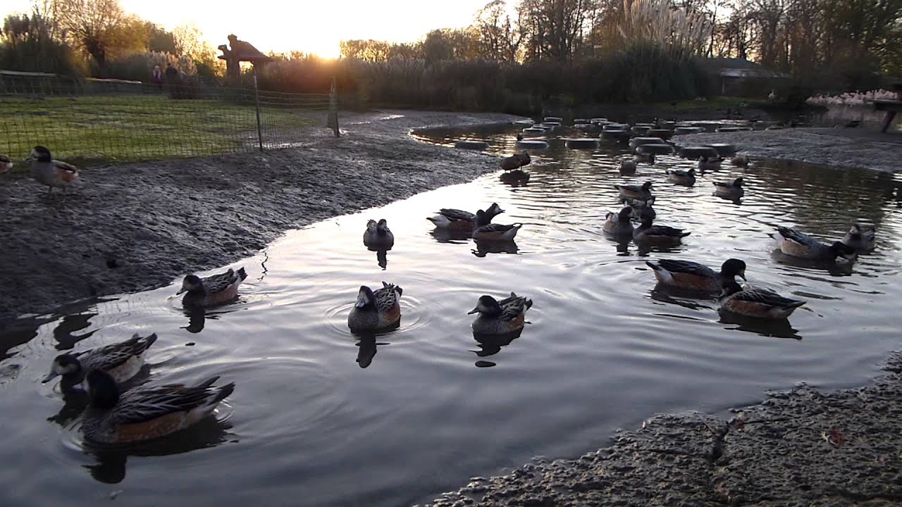 Chiloe wigeon courting