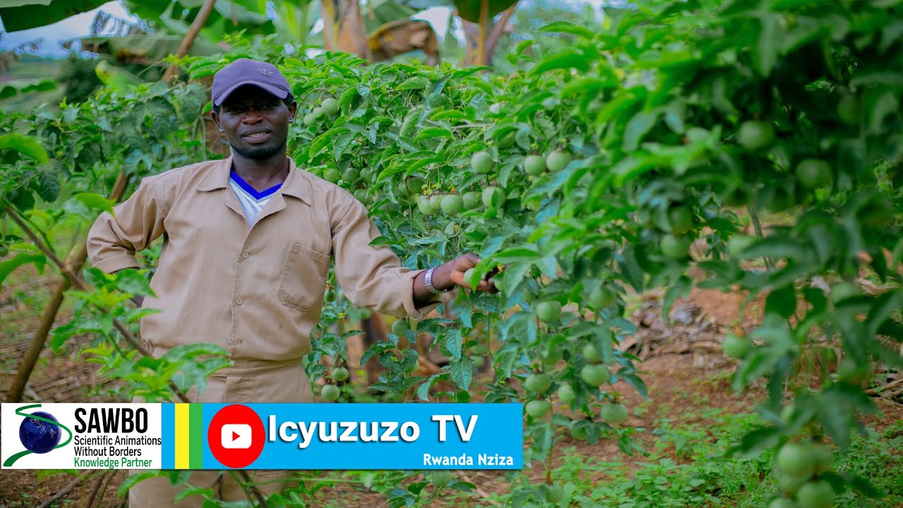 Ngoma/Rurenge| Abraham ni umuhinzi w'amatunda ubimazemo igihe. Kurubu  bamwita umwami w'amatunda