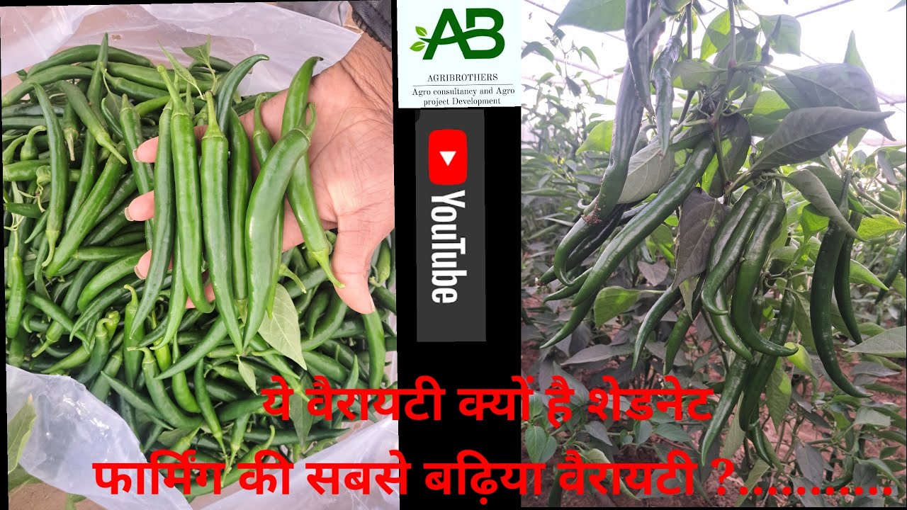 Nemafire Chilli Farming II Nemafire Chilli Ki Kheti..