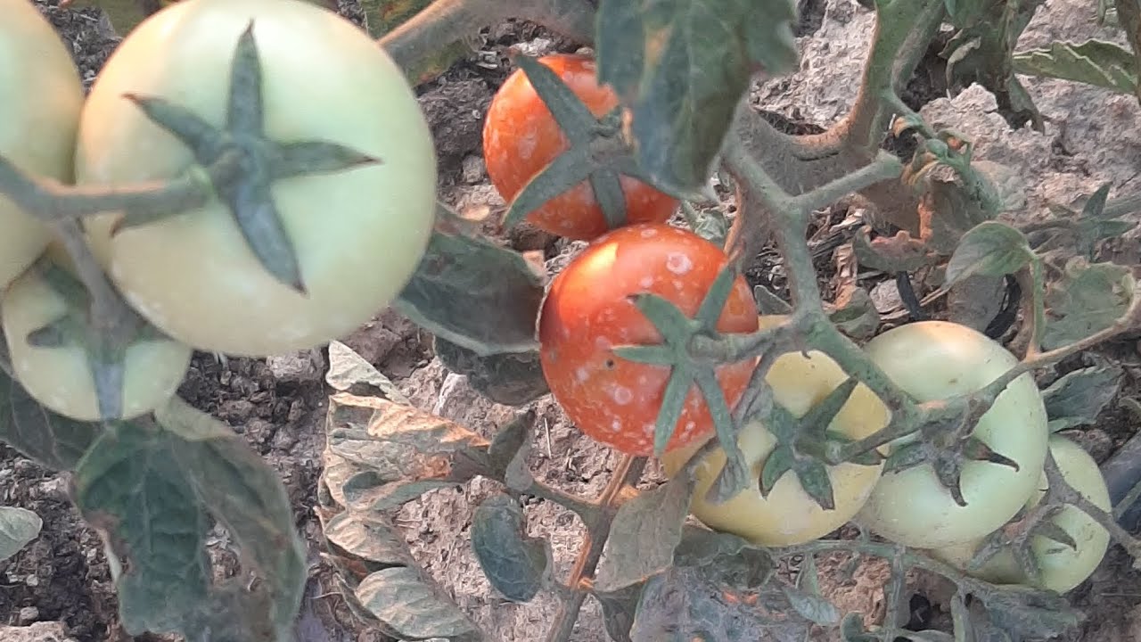 SEVİLEN KÖY VLOG 😊BAĞ BAHÇE 🍃🌿 EĞLENCELİ VLOG 🥰