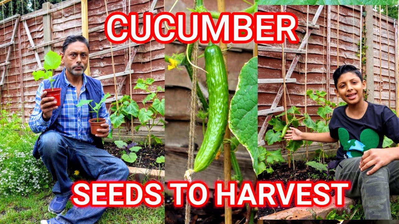 How To Plant Cucumber From Seeds To Harvest | Ali Raja Garden Tour