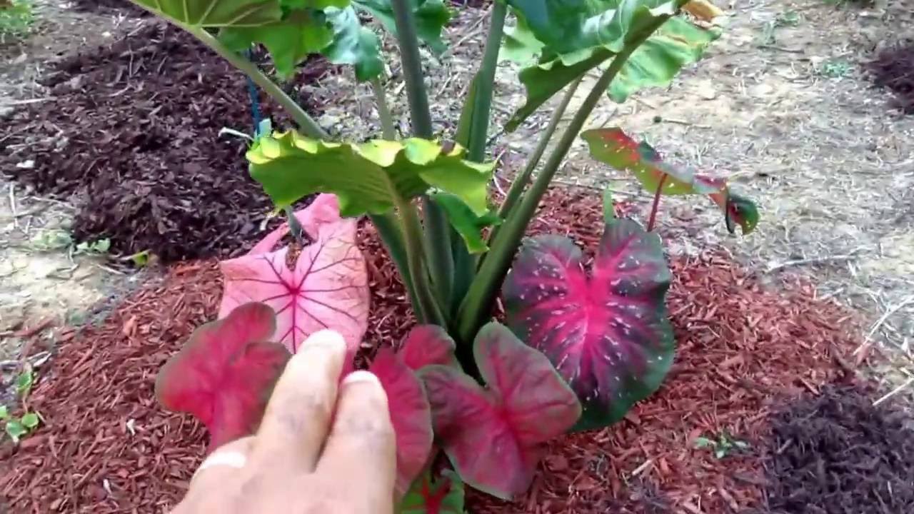 My Jacks GIANTS elephant ear and Tea cup elephant ear plants 6 months later 4/2/16 on Easley Island.