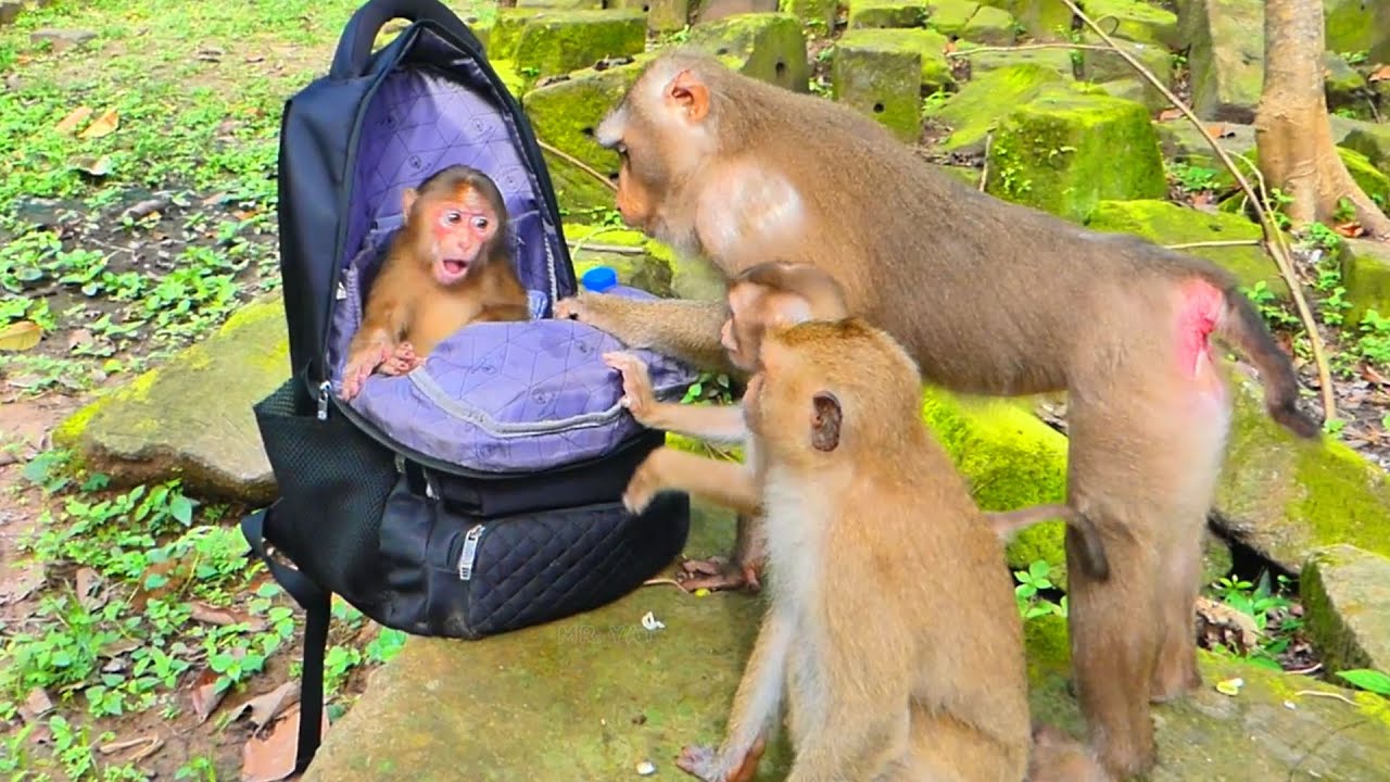 🐒Libby Family welcomes New abandoned monkey & enjoys eat with her, but​​she is scared into my bag.💞🐒