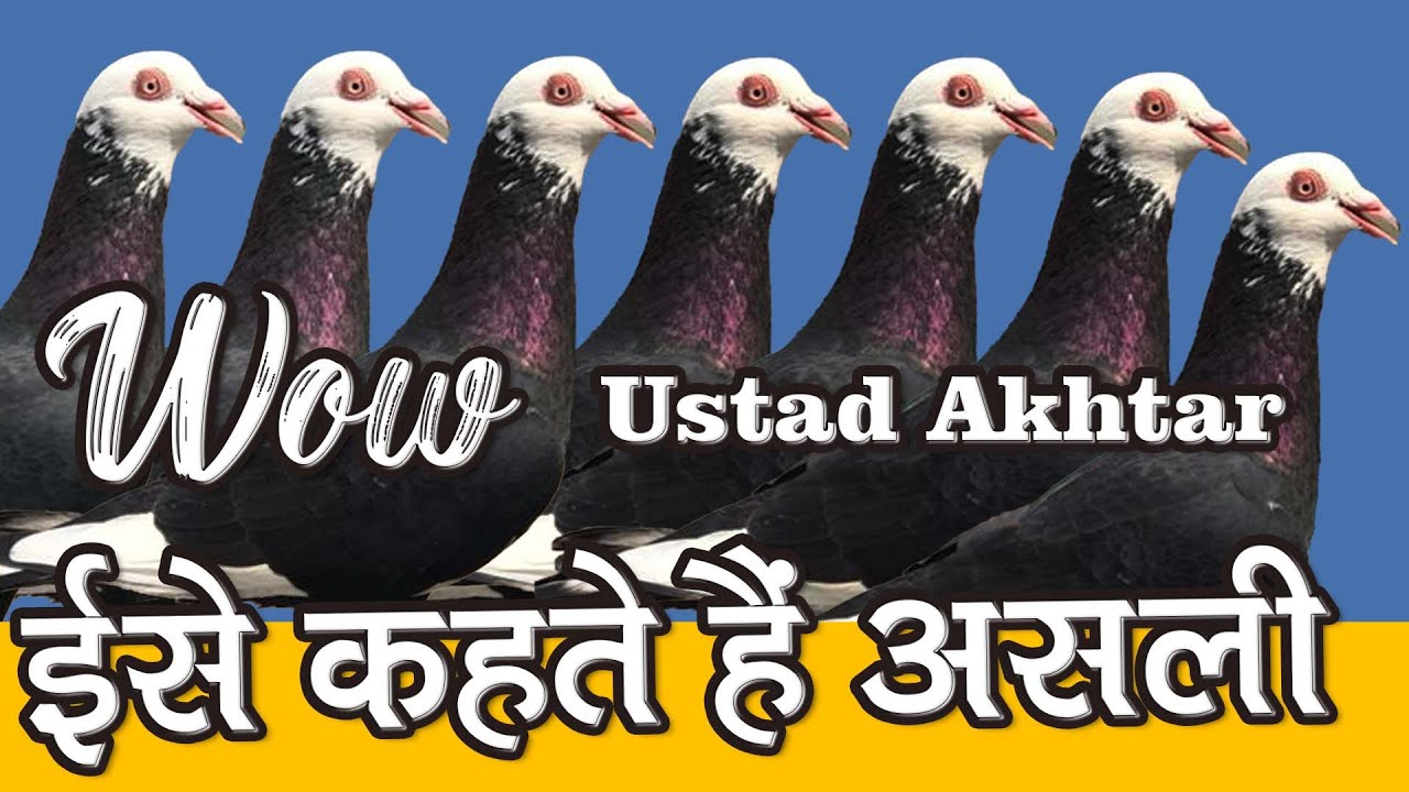 Meerut Se Ustad Akhtar K Khalifa Aiyub Ka Lajawab Shok | Ye Shok Nahi Dekha to Kya Dekha | Pigeon