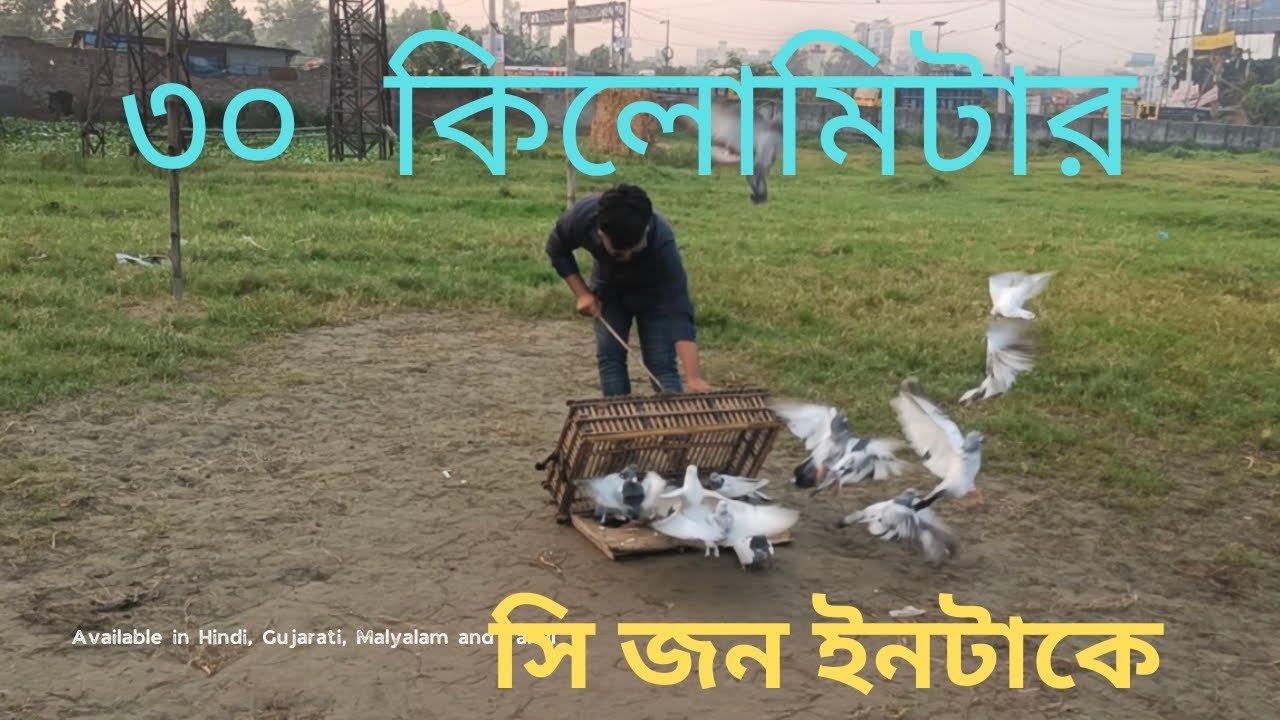 30 কিলোমিটার সিজন ইনটেক‘। 2025#pigeon 