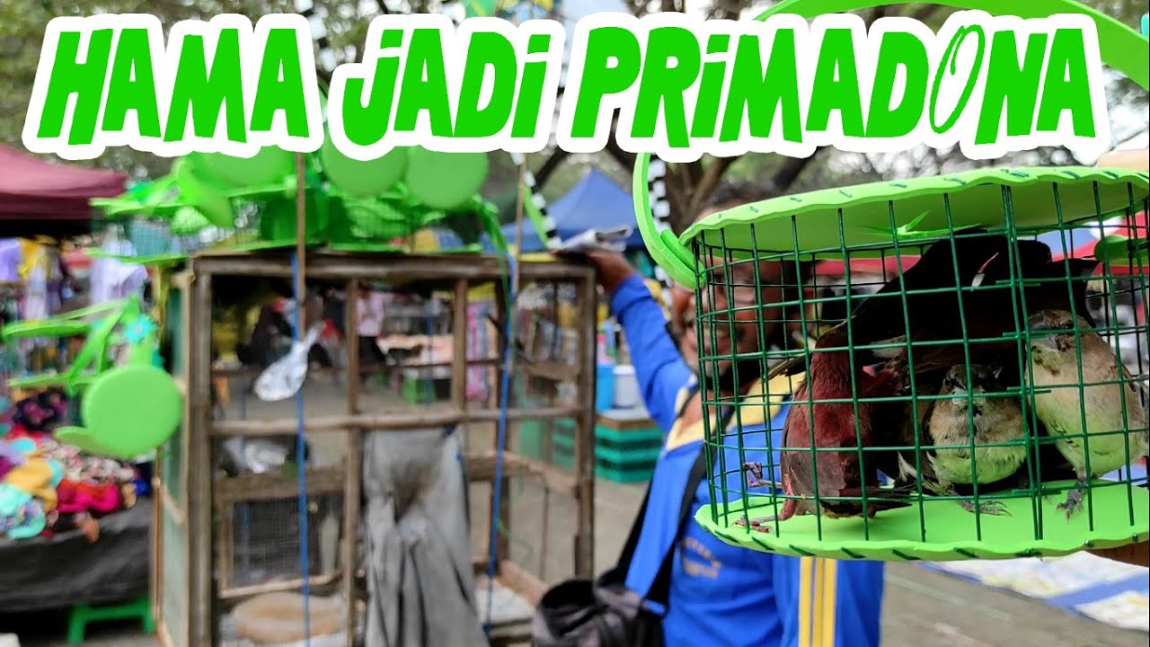 Hama Yang Dicinta Mudah Di Pelihara, Pedagang Kreatif Burung Pipit Keliling