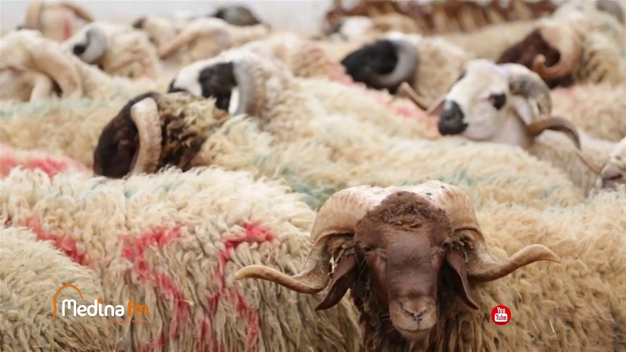 مدينة إف إم تقربكم من أجواء عيد الأضحى