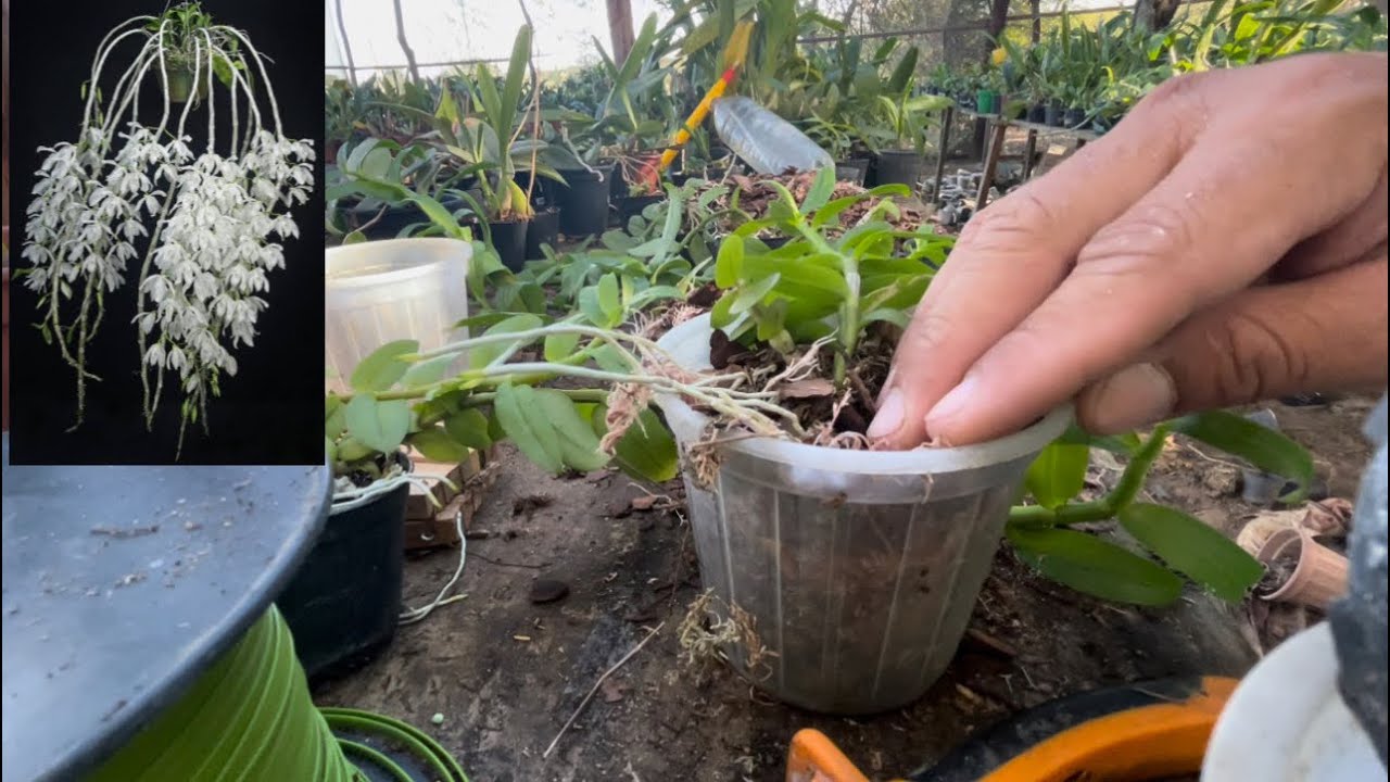 Como Plantar Orquídea, Dendrobium Anosmun