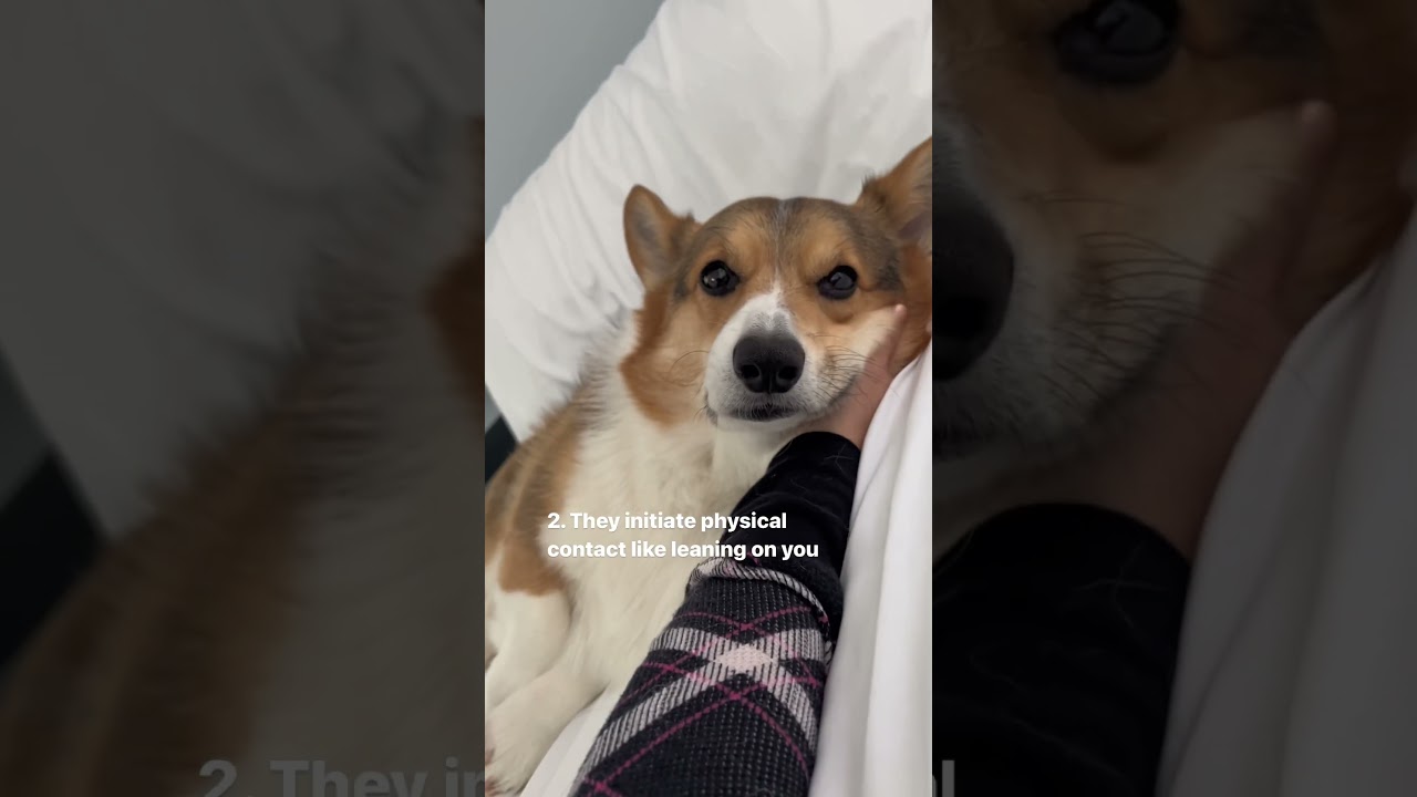 Four Signs That Show Your Dog Loves You