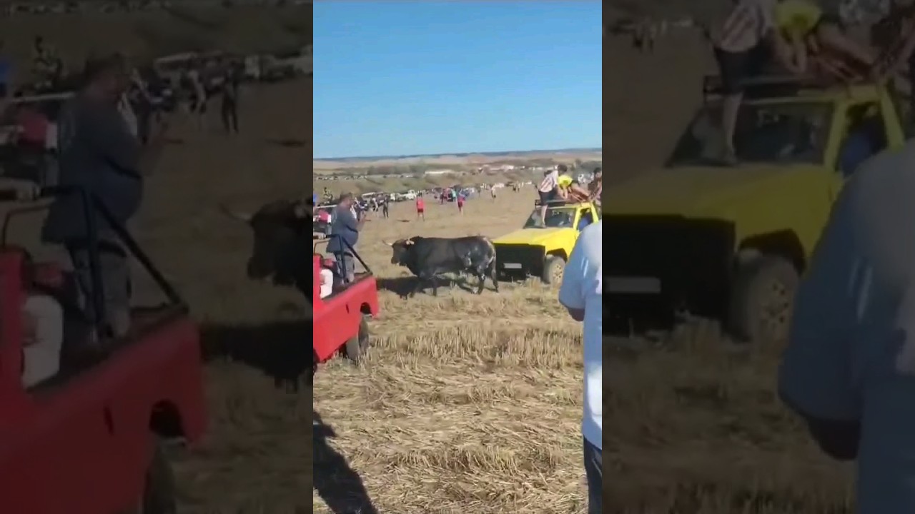 &iexcl;PRIMER ENCIERRO POR EL CAMPO 2023! 🐂 #toros #miedo #peligro #recortes #encierro