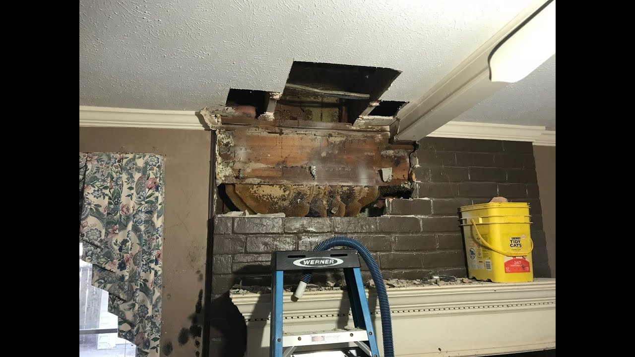 Beehive in Chimney - Harvey Flood Home - Removal 101